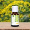 Cloud Bud Pure Galbanum Essential Oil 50ml 1.69oz Ferula Spp 100% Pure and Natural Therapeutic Grade view 2