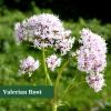 MuuKoo Valerian Root Liquid Drops Valerian Root Extract Liquid Valeriana officinalis, Herbal Supplement,Support Sleep, Calm and Stress Relief,1-Ounce view 2