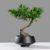 Fake Plants Artificial Small Bonsai Pine Tree Fake Green Plant Ornament with Black Ceramic Pot Japanese-style Plant Potted Coffee Table Shelf Book Wine Cabinet Decorative Ornament Bonsai Tree view 4