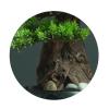 YXIANG56Q Fake Plants Chinese Style Simulation Welcoming Pine Living Room Decorations Tabletop Green Plants Fake Trees Bonsai Fake Pine Trees Bonsai Tree(40x50cm) view 3