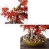 Fake Plants Artificial Bonsai Tree 17 Inches Artificial Plant Japanese Maple Trees Zen Garden Decoration Ornaments for Home Office Desktop Decor Indoor Bonsai Tree view 3