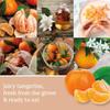 Yankee Candle ScentPlug Refill, Tangerine & Vanilla (Pack of 4) view 3