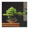 Fake Plants Artificial Bonsai Pine Tree 24 Inch Faux Potted Pine Tree Fake Plants for Home Office Decor, Height 16 Inch Bonsai Tree(C) view 1