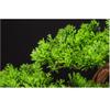 Fake Plants Artificial Bonsai Pine Tree 24 Inch Faux Potted Pine Tree Fake Plants for Home Office Decor, Height 16 Inch Bonsai Tree(C) view 3