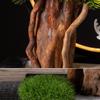 Fake Plants Artificial Bonsai Pine Tree 24 Inch Faux Potted Pine Tree Fake Plants for Home Office Decor, Height 16 Inch Bonsai Tree(C) view 4