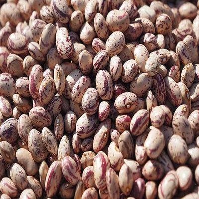 Fresh Dry Cranberry Beans By RawJoy | Organic Fresh Canberry Beans