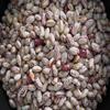 Fresh Dry Cranberry Beans By RawJoy | Organic Fresh Canberry Beans view 2