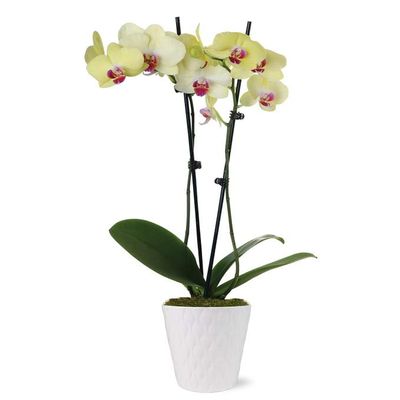 From You Flowers - Sunny Yellow Orchid Plant for Birthday, Anniversary, Get Well or Celebration