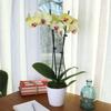 From You Flowers - Sunny Yellow Orchid Plant for Birthday, Anniversary, Get Well or Celebration view 2