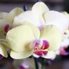 From You Flowers - Sunny Yellow Orchid Plant for Birthday, Anniversary, Get Well or Celebration view 3