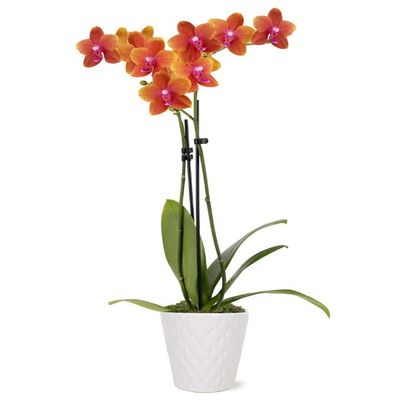 From You Flowers - Sweet as a Peach Orchid Plant for Birthday, Anniversary, Get Well or Celebration