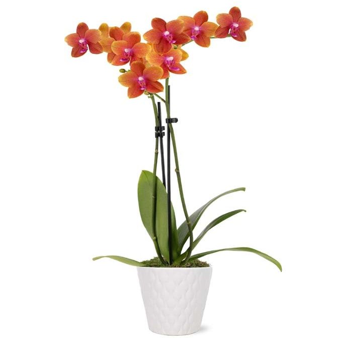 From You Flowers - Sweet as a Peach Orchid Plant for Birthday, Anniversary, Get Well or Celebration