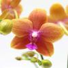 From You Flowers - Sweet as a Peach Orchid Plant for Birthday, Anniversary, Get Well or Celebration view 2