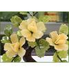 YXIANG56Q Fake Plants Artificial Bonsai Flowers Artificial Flowers Jade Potted Plant Peony Flower Decoration for Home Decor Jade Carving Bonsai Bonsai Tree(A), yuqing2022 view 3