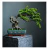 YXIANG56Q Fake Plants Grade Simulation Welcome to Tree Tree Bonsai Hotel Office Tea Several Live Hall Extreme Decoration Beautiful Items Bonsai Tree(D) view 1