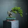YXIANG56Q Fake Plants Grade Simulation Welcome to Tree Tree Bonsai Hotel Office Tea Several Live Hall Extreme Decoration Beautiful Items Bonsai Tree(D) view 2