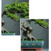 YXIANG56Q Fake Plants Grade Simulation Welcome to Tree Tree Bonsai Hotel Office Tea Several Live Hall Extreme Decoration Beautiful Items Bonsai Tree(D) view 4