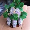 YXIANG56Q Fake Plants Artificial Bonsai Natural Amethyst Jade Grape Bonsai for Home Indoor Decoration Entrance Wine Cabinet Jade Carving Decoration Bonsai Tree view 3
