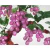 YXIANG56Q Fake Plants Chinese Style Artificial Bonsai Tree Natural Jade Potted Jade Grape Vine Bonsai for Home Decoration Office Windowsill Display Trees Zen Decor Bonsai Tree view 3