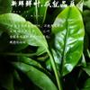 2012 Douji Shangdou Raw Pu-erh Tea Cake, 357g, from Yunnan view 2