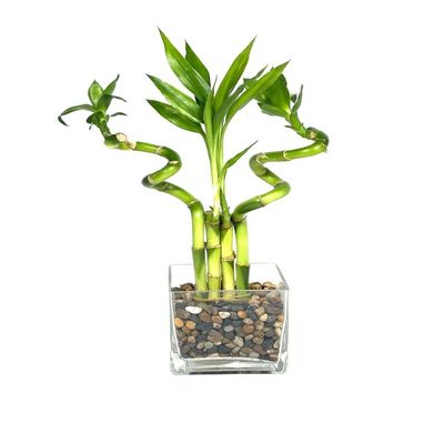 Generic Indoor Live Lucky Bamboo Arrangement- 4 stalks (2) 6 Straight & (2) 6 Spiral Bamboo, Inside Glass Arrangement with Multi Color River Rocks, Green