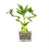 Generic Indoor Live Lucky Bamboo Arrangement- 4 stalks (2) 6 Straight & (2) 6 Spiral Bamboo, Inside Glass Arrangement with Multi Color River Rocks, Green view 1