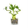 Generic Indoor Live Lucky Bamboo Arrangement- 4 stalks (2) 6 Straight & (2) 6 Spiral Bamboo, Inside Glass Arrangement with Multi Color River Rocks, Green view 2
