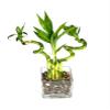 Generic Indoor Live Lucky Bamboo Arrangement- 4 stalks (2) 6 Straight & (2) 6 Spiral Bamboo, Inside Glass Arrangement with Multi Color River Rocks, Green view 3
