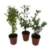 Zen Living Bonsai Assortment - 3 Plants 2" Pots view 2