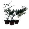 Zen Living Bonsai Assortment - 3 Plants 2" Pots view 3