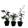 Zen Living Bonsai Assortment - 3 Plants 2" Pots view 4