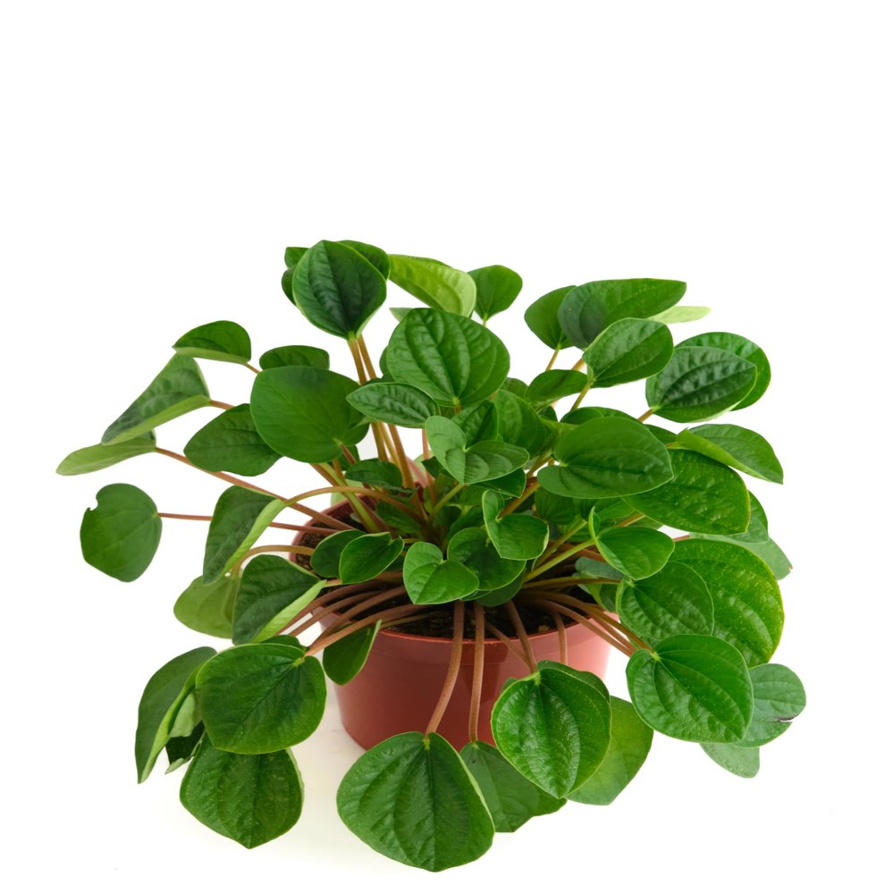 Shop Succulents Peperomia Rana Verde, Live Indoor Plant, Low Maintenance Compact Houseplant with Vibrant Green Leaves, Ideal for Home Decor, Office, and Room Enhancement, 6 Inch Nursery Pot