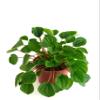 Shop Succulents Peperomia Rana Verde, Live Indoor Plant, Low Maintenance Compact Houseplant with Vibrant Green Leaves, Ideal for Home Decor, Office, and Room Enhancement, 6 Inch Nursery Pot view 1