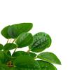 Shop Succulents Peperomia Rana Verde, Live Indoor Plant, Low Maintenance Compact Houseplant with Vibrant Green Leaves, Ideal for Home Decor, Office, and Room Enhancement, 6 Inch Nursery Pot view 2