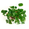 Shop Succulents Peperomia Rana Verde, Live Indoor Plant, Low Maintenance Compact Houseplant with Vibrant Green Leaves, Ideal for Home Decor, Office, and Room Enhancement, 6 Inch Nursery Pot view 3