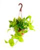 Shop Succulents Pothos Neon Queen, Live Indoor Plant, Low Maintenance Houseplant with Vibrant Neon Green and White Variegated Leaves, Ideal for Home Decor, Office Plant, 6 Inch Nursery Pot view 1