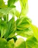 Shop Succulents Pothos Neon Queen, Live Indoor Plant, Low Maintenance Houseplant with Vibrant Neon Green and White Variegated Leaves, Ideal for Home Decor, Office Plant, 6 Inch Nursery Pot view 2