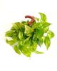 Shop Succulents Pothos Neon Queen, Live Indoor Plant, Low Maintenance Houseplant with Vibrant Neon Green and White Variegated Leaves, Ideal for Home Decor, Office Plant, 6 Inch Nursery Pot view 3