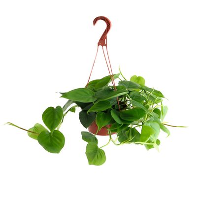 Shop Succulents Philodendron Cordatum Heartleaf Plant, Live Indoor Houseplant, Easy Care Trailing Plant for Home Decor, Office, Room Decoration, Perfect Housewarming Gift, 6 Inch Pot