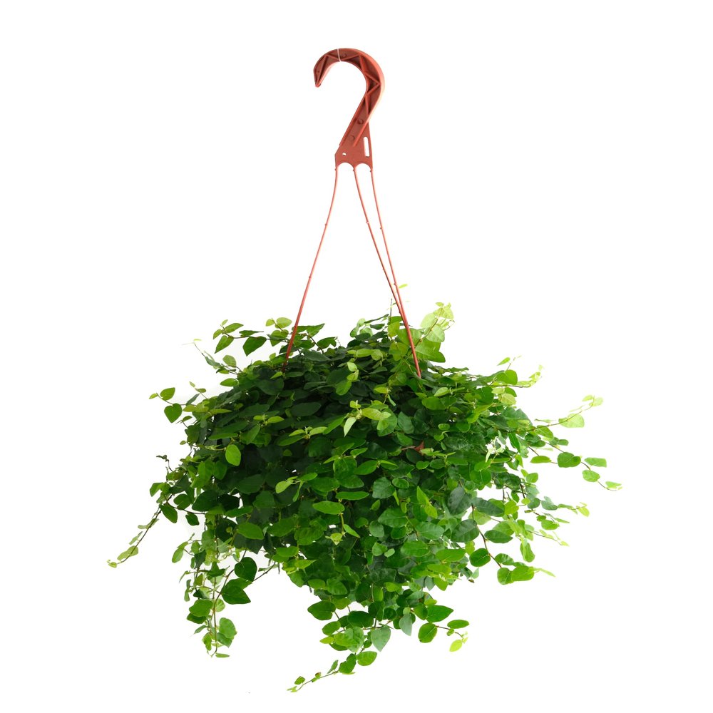 Shop Succulents Ficus Repens Creeping Fig, Live Indoor Plant, Low Maintenance Trailing Houseplant, Ideal for Home Decor, Office, and Room Enhancement, 6 Inch Nursery Pot