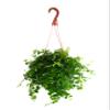 Shop Succulents Ficus Repens Creeping Fig, Live Indoor Plant, Low Maintenance Trailing Houseplant, Ideal for Home Decor, Office, and Room Enhancement, 6 Inch Nursery Pot view 1
