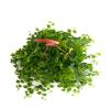 Shop Succulents Ficus Repens Creeping Fig, Live Indoor Plant, Low Maintenance Trailing Houseplant, Ideal for Home Decor, Office, and Room Enhancement, 6 Inch Nursery Pot view 3
