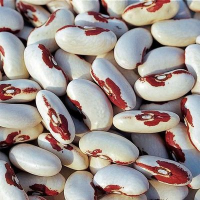 40 Soldier Dry Bush Bean Seeds