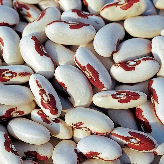 40 Soldier Dry Bush Bean Seeds