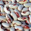 40 Soldier Dry Bush Bean Seeds view 1