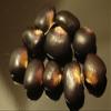 40 Succotash Dry Pole Bean Seeds view 1