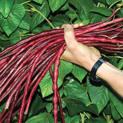 40 Red Noodle (Asparagus) Bean Seeds