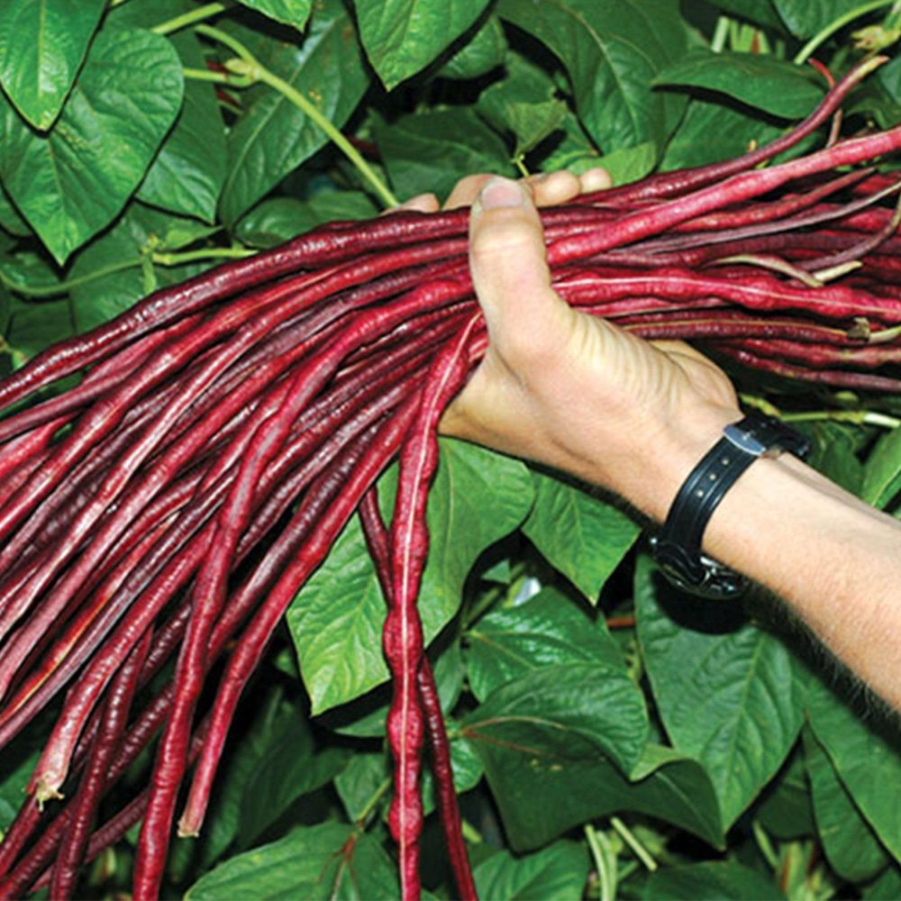 40 Red Noodle (Asparagus) Bean Seeds