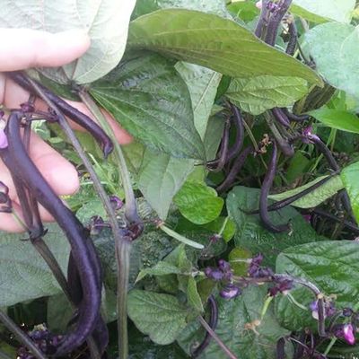 40 Velour (Filet Bush) Green Bean Seeds