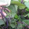40 Velour (Filet Bush) Green Bean Seeds view 1